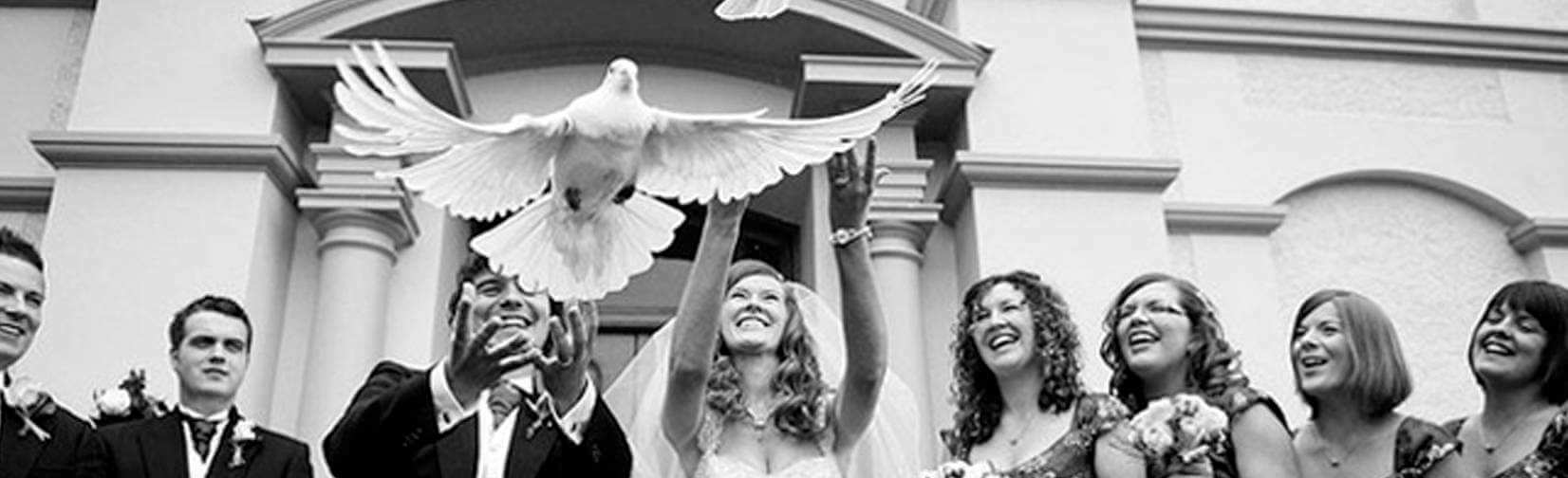 Angel Dove Releases
